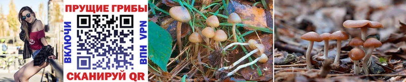 даркнет сайт Чита Галлюциногенные грибы MAGIC MUSHROOMS